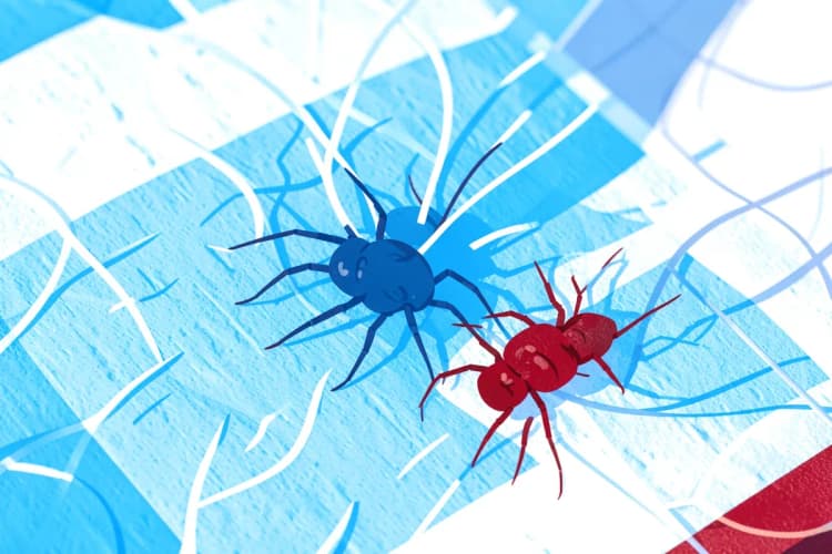 Close-up de ácaros microscópicos em fibras de tecido de colchão.